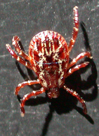 American Dog Tick